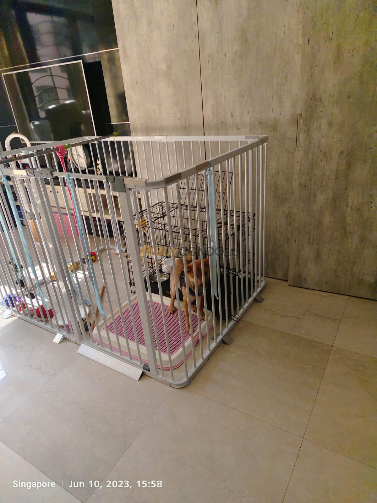 Property Blog | singapore property blog 8 Found out that your tenant having a pet without consent