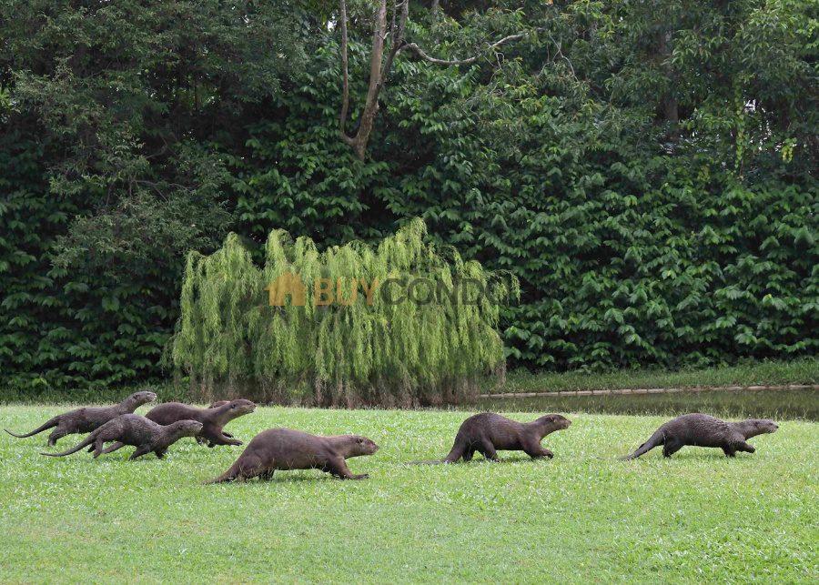 wild otters wildlife singapore 900x643